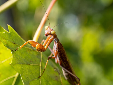 close-up macro photograph of a pale praying mantis on a green leaf