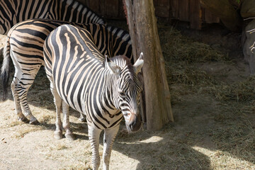 three Zebras Standing Together in an Enclosure © Anja