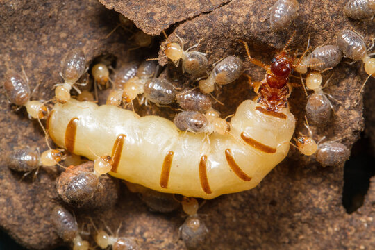 Physogastric termite queen with workers in her nest (Sao Paulo - Brazil)