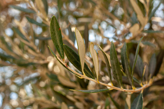 Close-up of green olive tree branches and leaves in the sunlight.