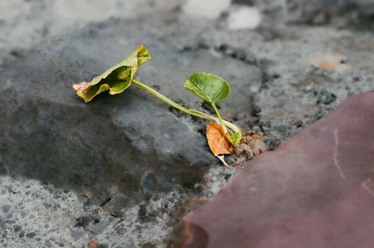 A small green sprout growing on a textured stone ground.