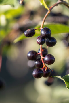 A cluster of ripe dark black chokecherries hanging from a branch in the late summer sunlight