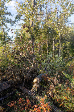 A fallen tree trunk showing clear signs of beaver gnawing marks in a lush green forest setting, background