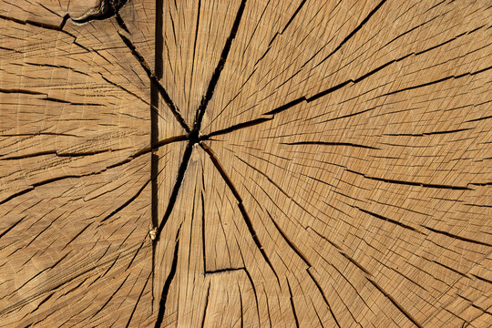 Cross section of a tree trunk with natural wood grain texture and radial cracks   