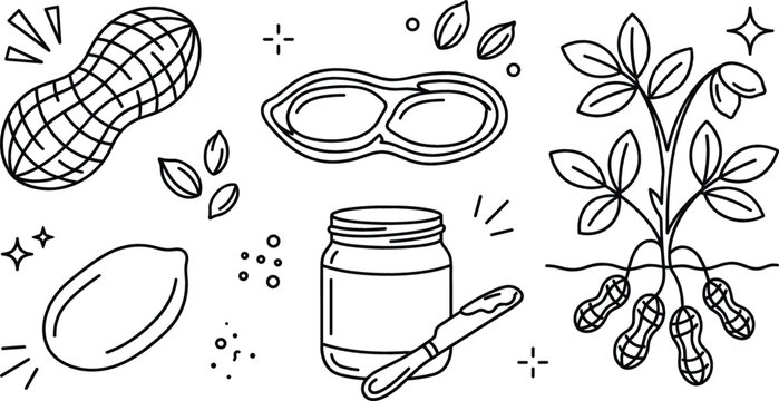 Peanut plant and butter line art vector set featuring peanut shells jar knife spreader farm agriculture elements