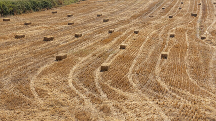 Rectangular bales of hay in the field during the harvest. Straw after harvesting grain is used as fodder for livestock. Trampled grass from the tracks of the combine harvester in the field. © Eduard Belkin