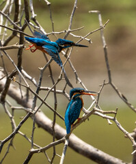 Fototapeta premium Common Kingfisher Perched in Tangled Branches Sri Lanka