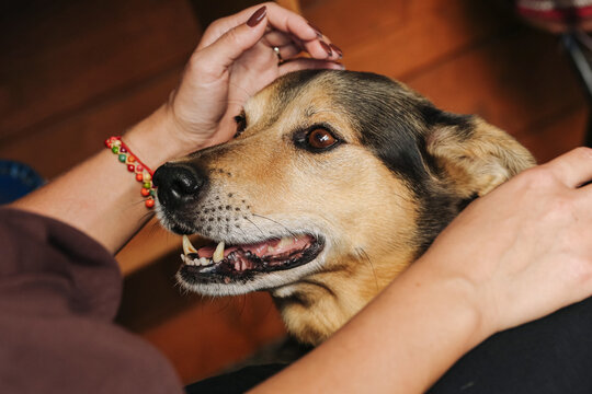 Dog receives gentle human affection. Woman strokes brown canine head. Hands surround relaxed animal face. Brown eyes and muzzle visible. Open mouth shows white teeth. Pet care background inside home.