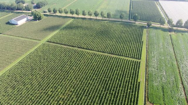 Aerial top down view of straight rows of crops on a Dutch drone shot