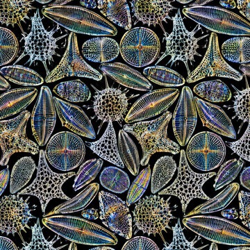 Microscopic diatoms and radiolaria pattern, intricate silica shells of marine plankton, biological microorganisms on black background