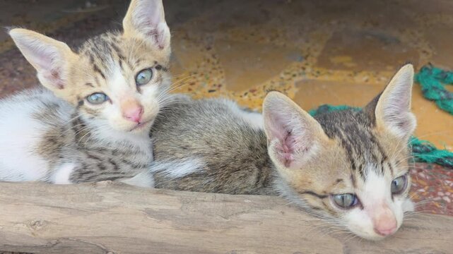 Two Cats Resting Peacefully Together