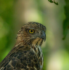 Obraz premium Crested Serpent-Eagle Alert in Forest Canopy Sri Lanka