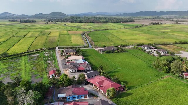 Aerial Drone View of Green Paddy Fields and Highway in Pokok Sena, Kedah, Malaysia