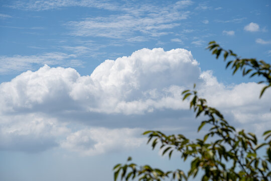 木の葉の向こうに見える夏の青空と白い雲