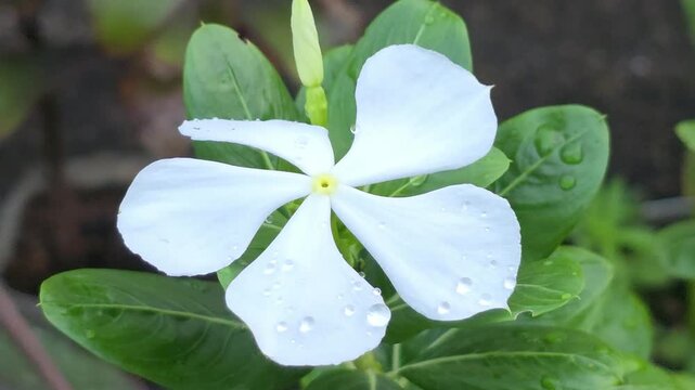 White Flower Surrounded By Fresh Leaves