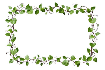 Fototapeta premium Delicate leafy border forming a soft rectangular botanical frame