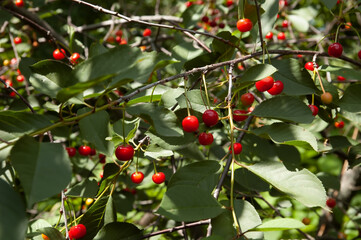 Green leaves and ripe red cherries growing together on a cherry tree in summer. © green_flame