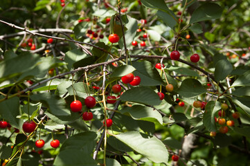 Green leaves and ripe red cherries growing together on a cherry tree in summer. © green_flame