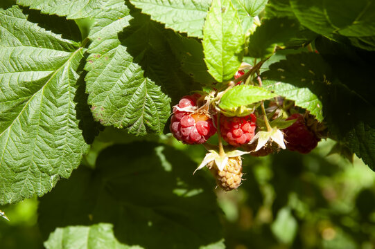 Ripe red and unripe green raspberries grow on a leafy raspberry branch with selective focus and a blurred green background.