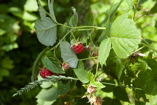 Ripe red and unripe green raspberries grow on a leafy raspberry branch with selective focus and a blurred green background.