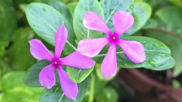 Pink Blossom Covered With Fresh Raindrops