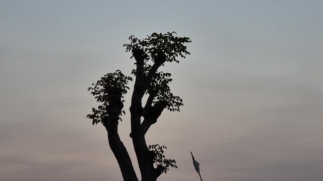 Silhouette of a Pruned Tree and Waving Indonesian Flag Against Sunset Sky