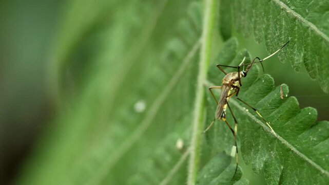Closeup video of an elephant mosquito resting naturally on vegetation in a forest habitat during the monsoon season in Himachal Pradesh, India.