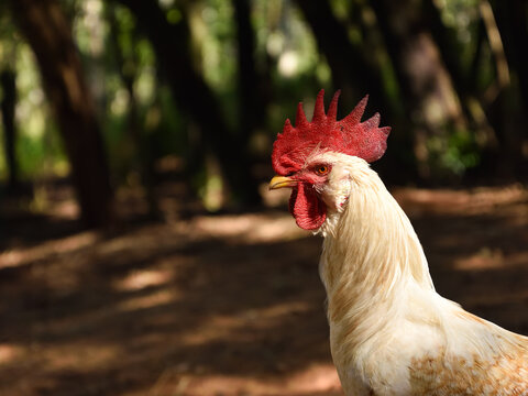 A Rooster at a Farm in Piribebuy, Paraguay