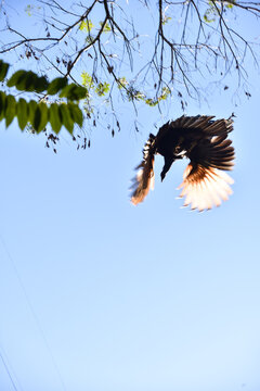 A Peacock Flying at a Peacock Farm in Piribebuy, Paraguay