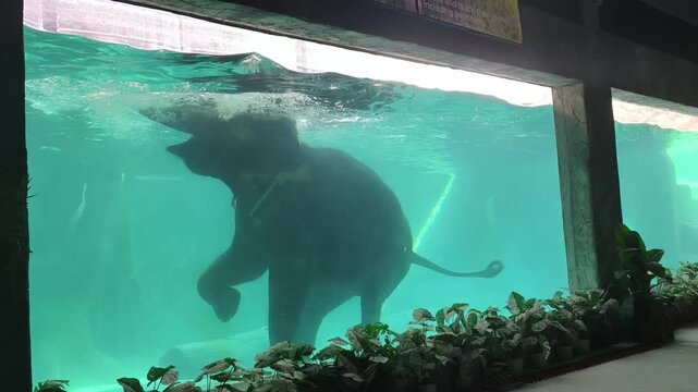 Elephant fully submerged in turquoise water, surrounded by bubbles and ripples that highlight its movement. Green plants at the bottom edge add a natural touch, creating a vibrant and dynamic wildlife