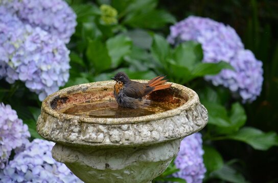 Cape robin-chat bird bathing in a stone basin, surrounded by purple hydrangeas inside a lush KZN Midlands garden