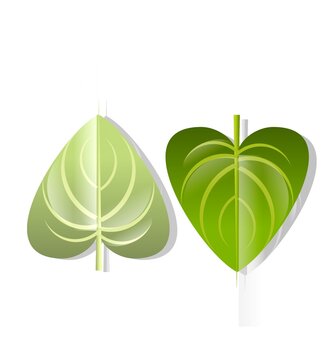 Green Clover and Heart Shaped Leaves Botanical Vector Illustration