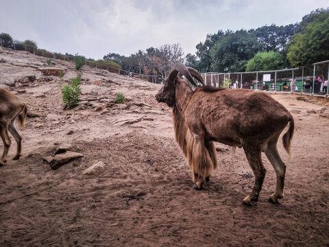 Barbary sheep standing majestically on a rocky desert landscape while showcasing long dark horns and shaggy brown fur within a large fenced zoo enclosure area