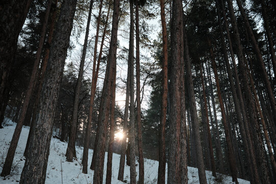 Into the woods
