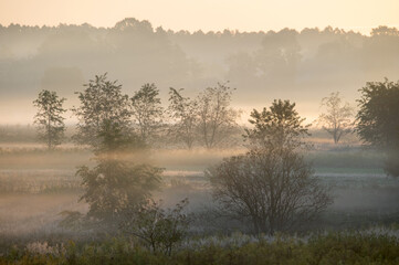 Polna mgła © piotrwolak