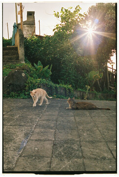 Two Stray Cats on Stone Square at Golden Hour in Madeira