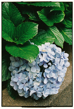 Close Up of Single Blue Hydrangea Bloom Against Stone in Madeira