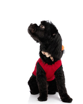 Side view of curious black puppy wearing vest looking up