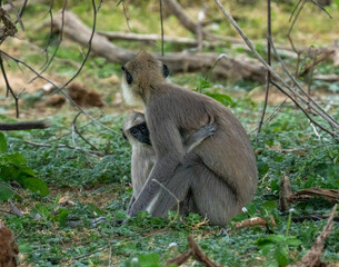 Gray Langur Mother Nursing Infant in Sri Lanka Forest © Prasanna