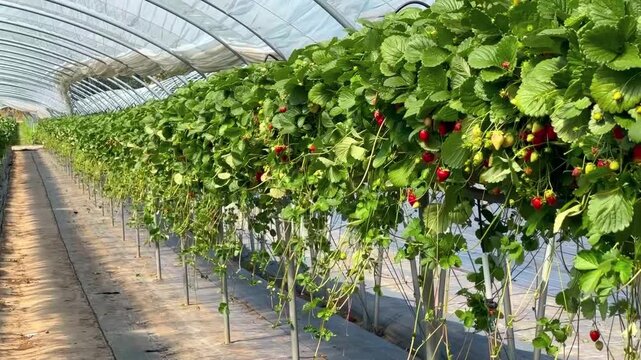Vibrant strawberries growing in raised troughs inside a modern greenhouse tunnel, with lush green foliage and hanging ripe red fruits.