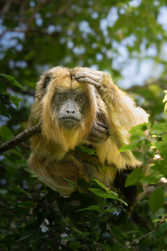 Thinking howler monkey