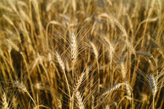 Golden Wheat Field Under the Sunlight Showing Ripening Grains Texture