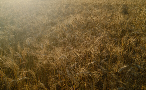 Wheat Field During Sunset Soft Texture