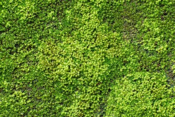 Full frame macro texture of dense green moss on rough surface  © Shuvendu