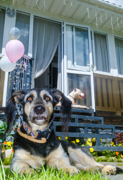 Two Dogs Are Expecting Birthday Party In Country House