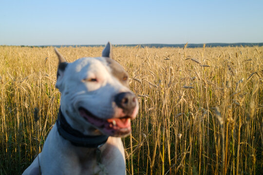 Dog Enjoys a Sunny Day in a Wheat Field