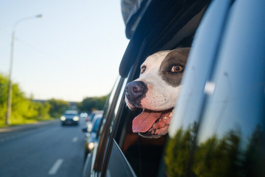 Dog Sticks Its Head out of a Car Window on Road Trip