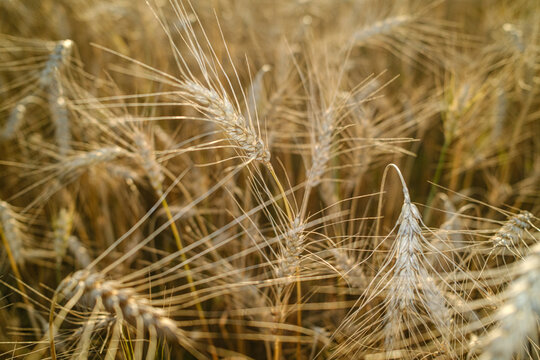 Wheat Field During Harvest Season in Golden Sunlight