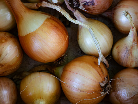 Harvested Onions Ready for Storage