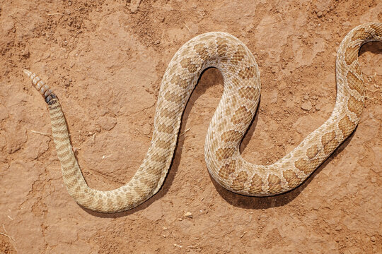 Venomous Rattlesnake